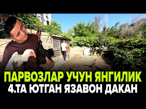 Видео: ПАРВОЗЛАР УЧУН ЯНГИЛИК ЯЗАВОН ВА БАЛИКЧИ ХУРОЗЛАР 4.ТА ЮТУГИ БОР ДАКАН