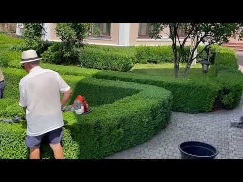Видео: Стрижка лабіринтів з самшиту