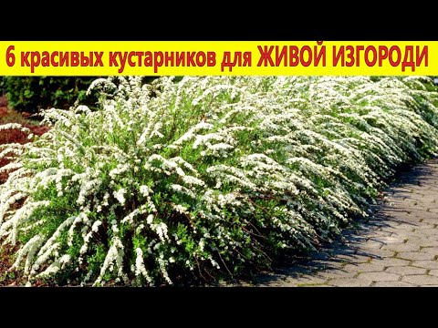 Видео: ЖИВАЯ ИЗГОРОДЬ: 6 самых красивых и неприхотливых кустарников для создания живой изгороди в саду