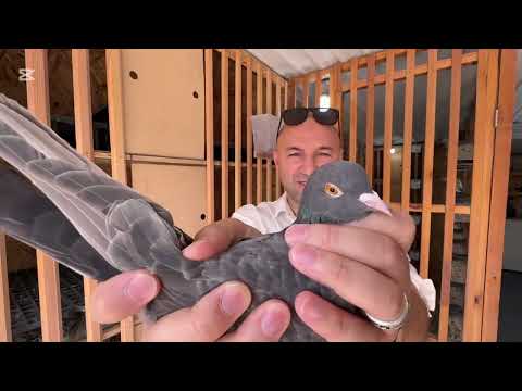 Видео: (Бешеный Гончар)Виктор Павлович принимайте Солдата 05 спасибо за доверие🤝Коля твой солдатки готовы😁