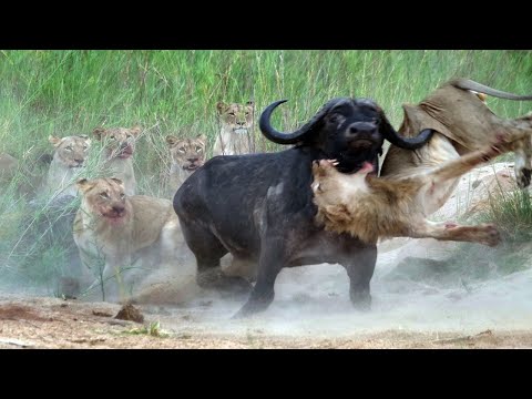 Видео: Удивительная Африка! Самые опасные животные континента!