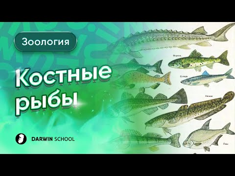 Видео: Тема №12: Костные рыбы