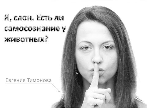 Видео: Я, слон. Есть ли самосознание у животных?