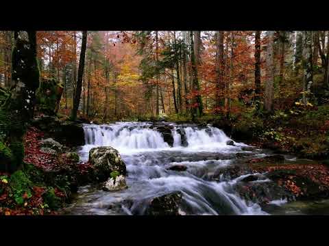 Видео: Звуки Природи для Твого Сну та Відпочинку| Звуки Лісу