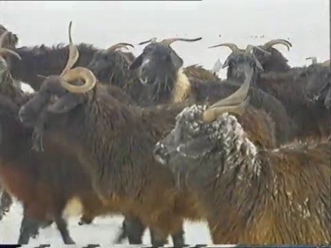 Видео: Фильм Оренбургский пуховый платок