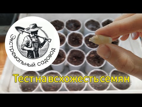 Видео: 🔬1. Проверка Семян Тыквы Атлантический Гигант [Atlantic Giant] 2024 г.