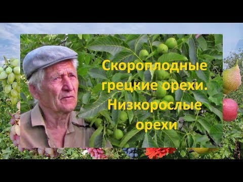 Видео: @Скороплодные грецкие орехи  Низкорослые орехи