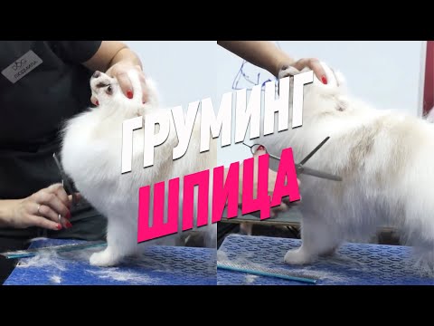 Видео: ГРУМИНГ ШПИЦА / ПОМЕРАНСКИЙ ШПИЦ / Эпизод МАСТЕР-КЛАССА / GROOM SCHOOL