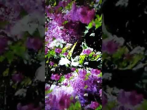 Видео: Құралай ханым 21.03.20 2часть
