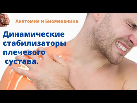 Видео: Динамические стабилизаторы плечевого сустава. Мышцы стабилизаторы плеча.