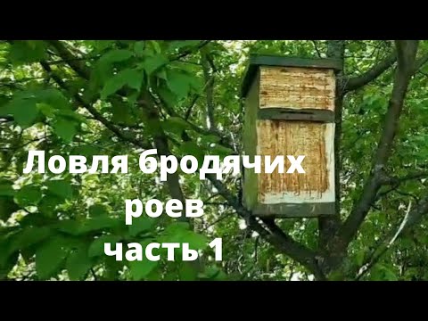 Видео: Ловля бродячих роёв. 2021г.