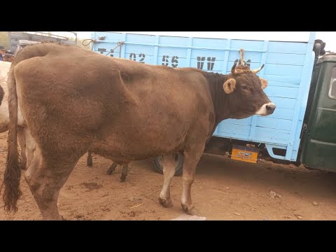 Видео: 😱😱😱 МОЛБОЗОРИ КУМСАНГИР КАМУНИЗММ НАРХУ НАВОИ МОЛҲОИ ФУРӮШИ МАРҲАМАТ ТАМОШОИ БАРҲАВО ДӮСТОН 