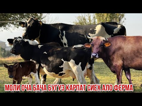 Видео: Молҳои шири бугуз оча бача пири кор Абдусаломи Унчиги 9 октября 2025 г.
