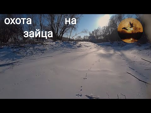 Видео: не каждая ложка с мясом