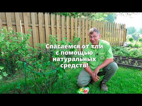 Видео: Спасаемся от тли с помощью натуральных средств