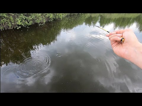Видео: Ловля Карася на Пруду.Микрофишинг