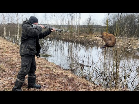 Видео: Добываю БОБРА из засидки. На канаве очень много БОБРА. Охота на бобра.