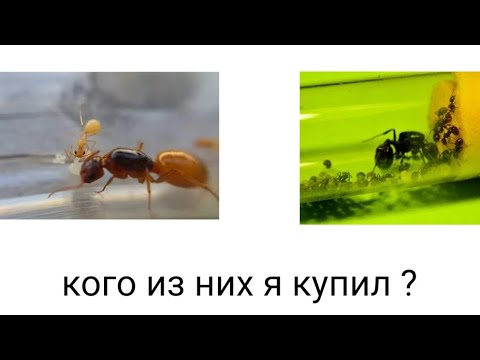 Видео: Посылка с муравьëм приехала! 🎁🐜 Но какой из них 🤔?