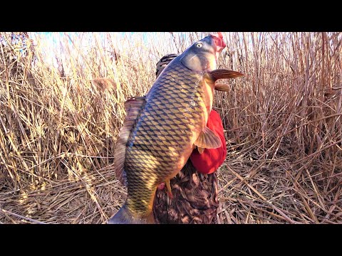 Видео: САМЫЙ БОЛЬШОЙ САЗАН НА ЗАКИДУШКУ! И НЕ ОДИН! Рыбалка  с ночевой в камышах на острове.