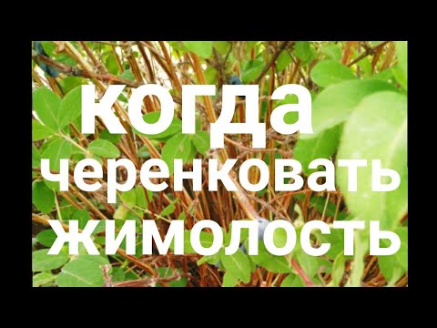 Видео: Размножение жимолости зелёными черенками .