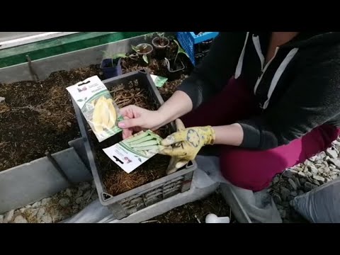 Видео: ПРОВЕРЕННЫЙ СПОСОБ ПОСАДКИ | РАННИЕ КАБАЧКИ С МАЯ ПО ОКТЯБРЬ