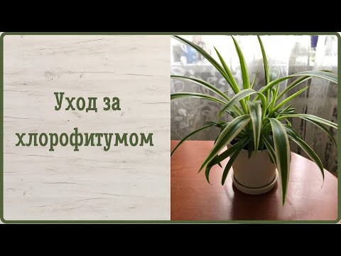 Видео: Уход за хлорофитумом