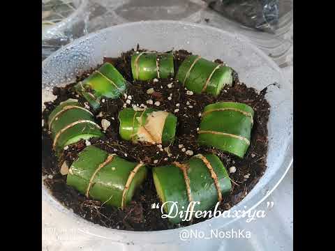 Видео: Diffenbaxiya-Диффенбахия darsligi!