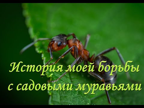 Видео: История моей борьбы с садовыми муравьями