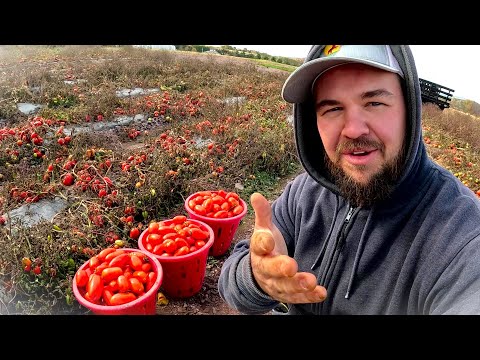 Видео: ПОСЛЕДНИЙ раз, когда мы собираем этот урожай