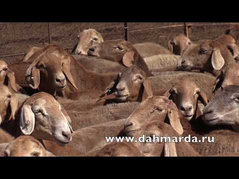 Видео: Формирование отары гиссарских овец рыжего окраса, после бонитировки