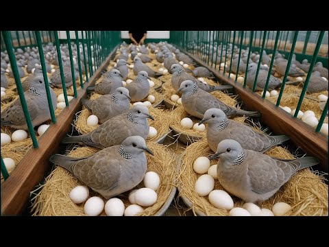 Видео: Разведение голубей. Как выращивать голубей для получения яиц в домашних условиях.