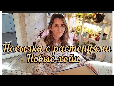 Видео: распаковка посылки с новыми хойями