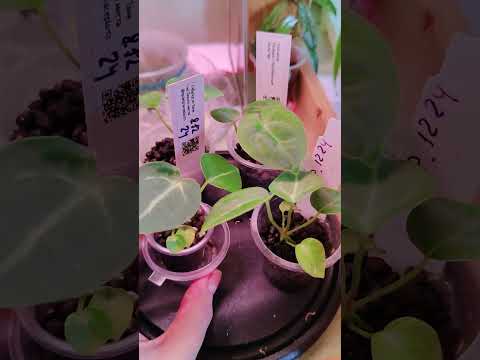 Видео: Обзор растений на кухне (4 часть).