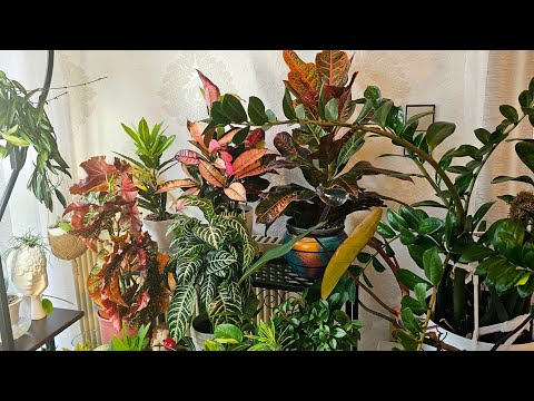 Видео: КОМНАТНЫЕ РАСТЕНИЯ ОБЗОР #цветы #plants #nature #top #garden #todaytop #trending #
