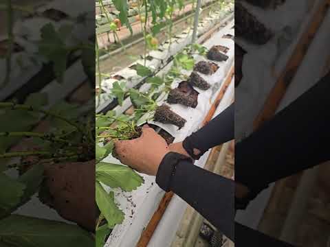 Видео: Гидропоникада кулупнай экиш жараёни