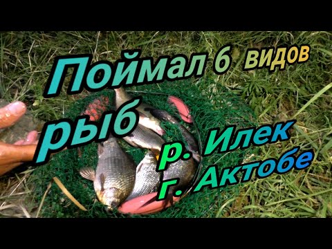 Видео: Поймал 6 видов рыб  Первая щука сезона  Рыбалка на р Илек в августе г Актобе 2023г