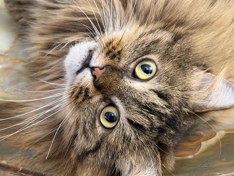 Видео: Pets в прямом эфире! 3 ноября