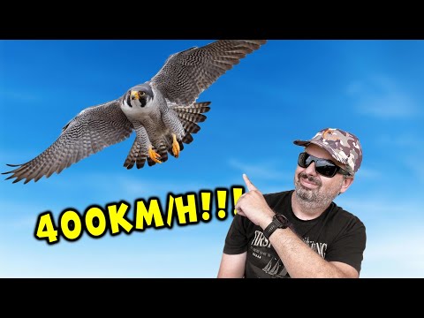 Видео: Спасяваме НАЙ-БЪРЗОТО ЖИВОТНО НА ПЛАНЕТАТА! | Каква е съдбата му?