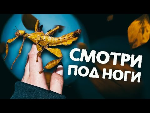 Видео: Мастер осенней маскировки - АВСТРАЛИЙСКИЙ ПАЛОЧНИК МАКЛЕЯ