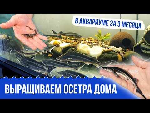 Видео: Выращиваем Осетра дома! 3 месяца