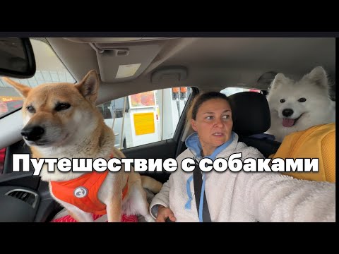 Видео: Десять часов в пути. Ночевка у Мраморного моря #travelwithdog #путешествиенамашине #турция 