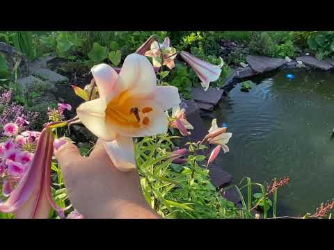 Видео: Мой сад конец июля 🌳Преображения и розовый наряд 🌸