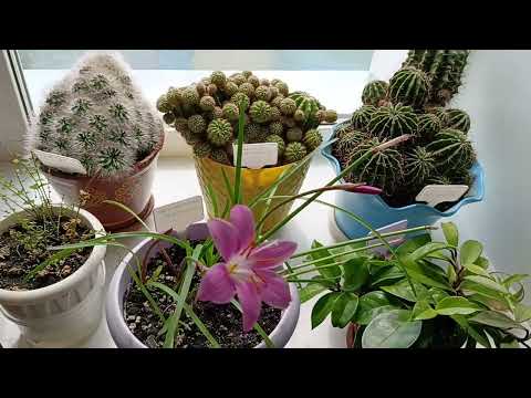 Видео: Мои новиночки. Конец мая. Комнатные цветы (растения).