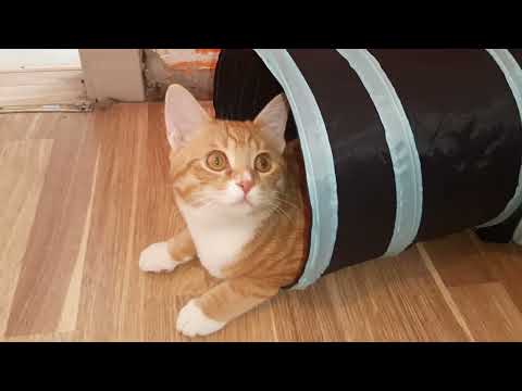 Видео: степа и его легова