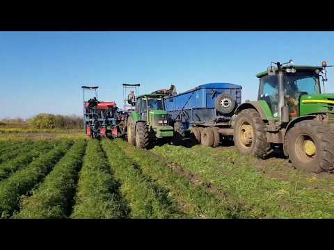 Видео: Уборка моркови комбайном Asalift