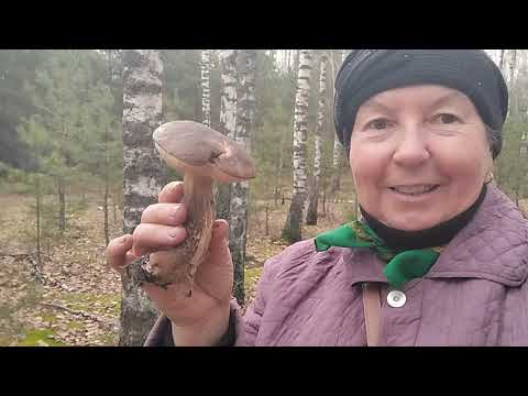 Видео: Гуляем с Лари...воскресная прогулка в лес..грибы есть...