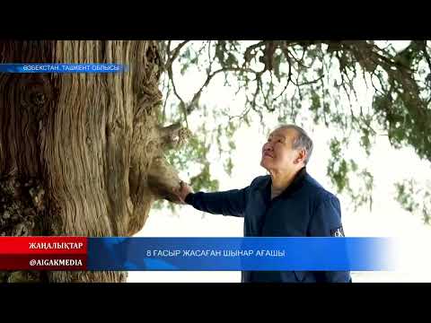 Видео: 15.01.2024 ж. 8 ҒАСЫР ЖАСАҒАН ШЫНАР АҒАШЫ