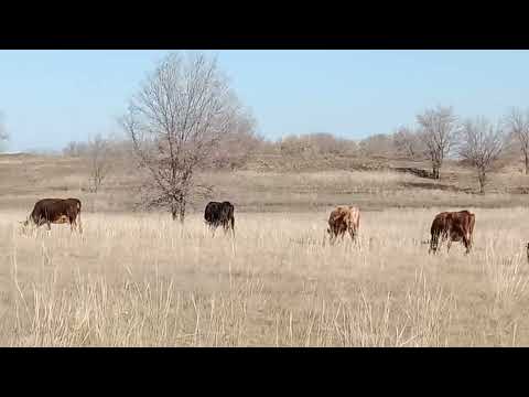 Видео: 29 марта 2025 г.