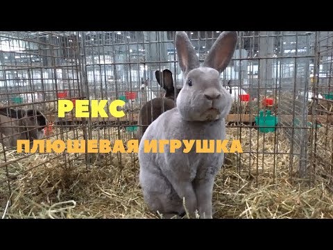 Видео: Все окрасы кроликов Рекс на выставке в Лейпциге