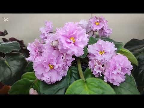 Видео: Сорта фиалок из моей коллекции. Солигорск 2025 год